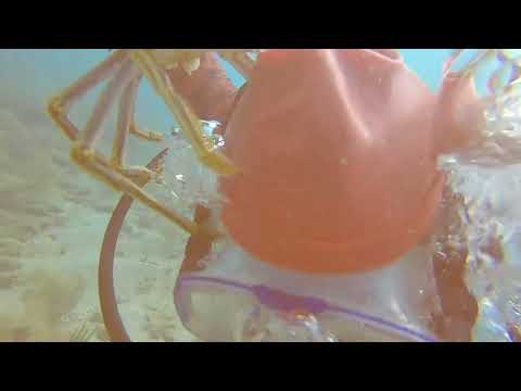 Florida Lobster Diving