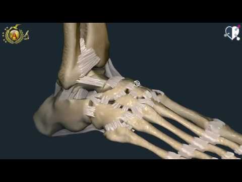 La ginocchiera per i bambini Che dilata i vasi sanguigni in osteocondrosi