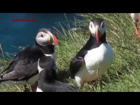Frailecillo atlántico ( Fratercula arctica ) Puf