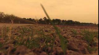 Blue Berry-flight of the honey bed