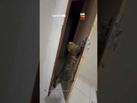 Gato aprende a abrir porta de casa e acaba com privacidade de tutora