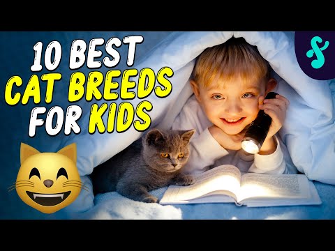 🐱🧒🏻Top 10 Best Cat Breeds For Kids | Furry Feline Facts