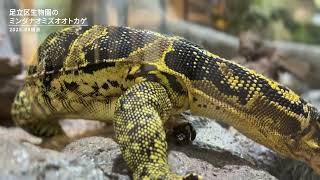 足立区生物園のミンダナオミズオオトカゲ