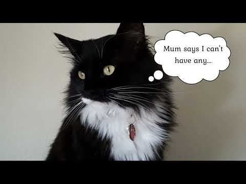 🧸🌿😻Teddy smells of catnip - Mr. Darcy, handsome tuxedo cat