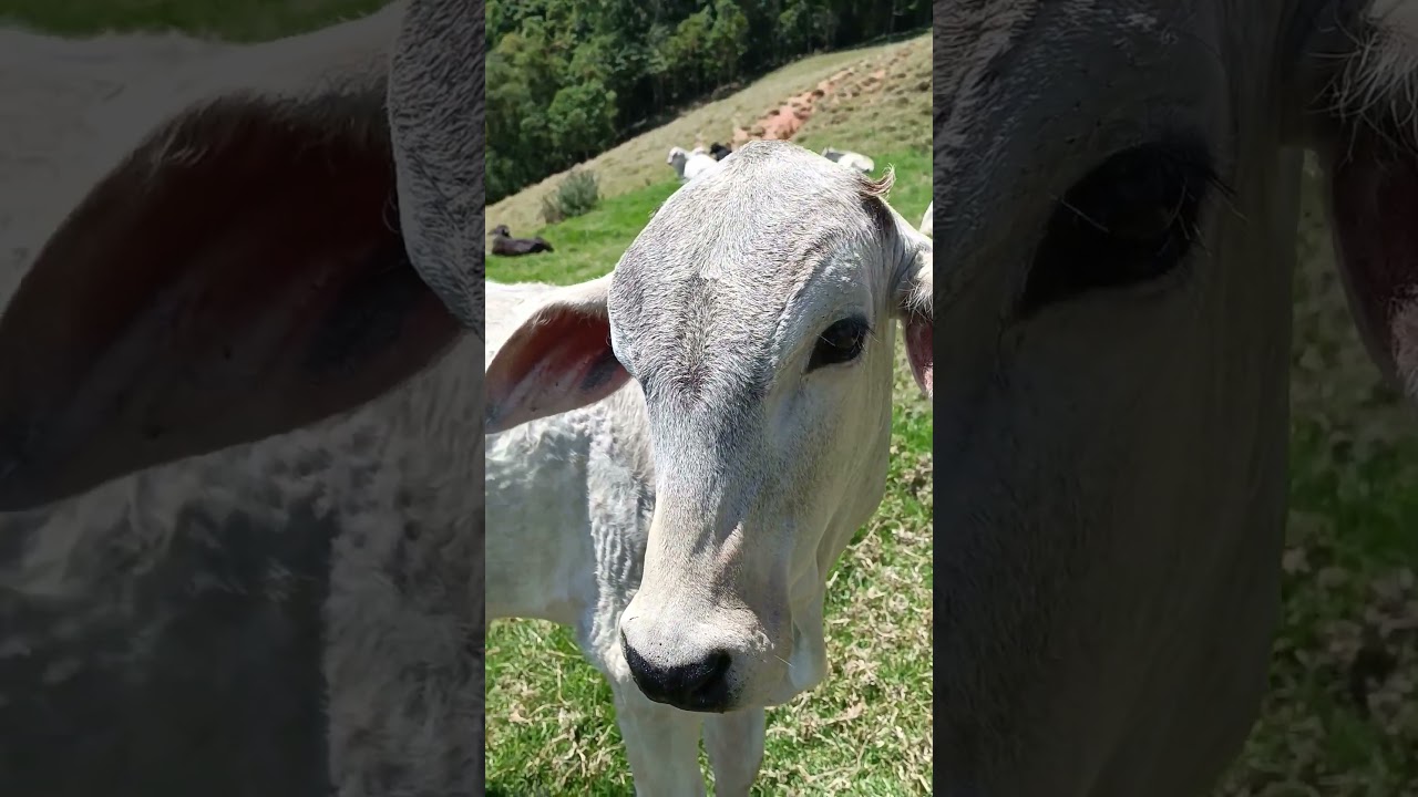 Quando o Bezerro tem sangue Tabapuã #bezerro #pecuaria #agro