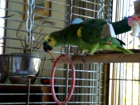 Samoyed wants parrot's cracker Video