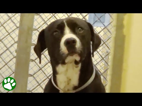 Dieser Tierheim-Hund wird adoptiert und kann seine Emotionen nicht zurückhalten 😍