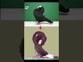 Mukkhi Pigeon Cross Breeding With Jackobin Pigeon Shocking Result Fancy Pigeon Crossbreed Shorts