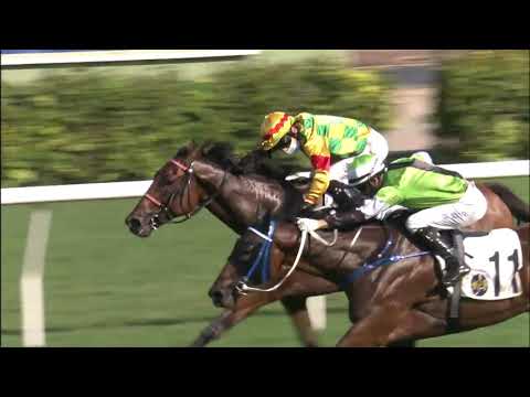 8/5/2021 (658) Killer Bee - J Moreira