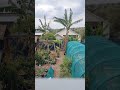 How i cut ladyfinger banana tree down?
