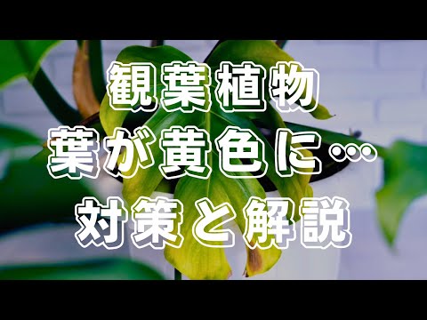 トゥジャが乾燥して葉が黄色くなったのはなぜですか?すべては自然に緑色を取り戻すためです。  庭園