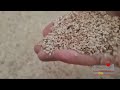 49 4 Yield On Sesame 6YL 150 IIIR Cold Pressed Oil Machine