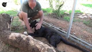 preview picture of video 'Black leopard cub love'