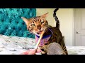 ASMR - CAT EATS PEANUT BUTTER