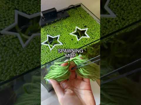 How a Mop saved 15 of my baby Fish