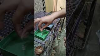 Download lagu Multivitamin untuk burung #formulapeternakanburung #peternakanburunglovebird #multivitamin #youtubeshort mp3