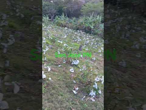 Cultivo 🇳🇮🤑🌳🌳🍏 de guayaba en San José Pueblo Nuevo Estelí...