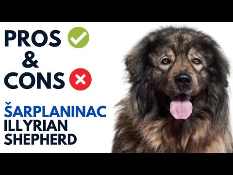 Šarplaninac Pros and Cons | Illyrian Shepherd Jugoslovenski Ovčarski   Advantages and Disadvantages