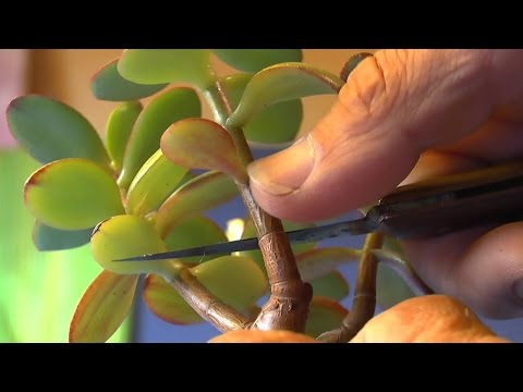 Cutting and propagating money tree bonsai