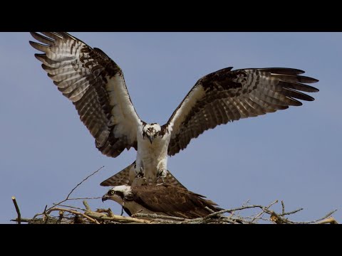 Osprey Call & Mating