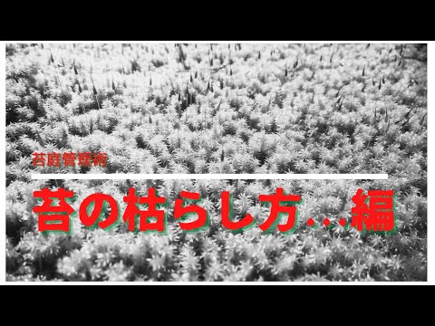 芝生からコケを取り除くにはどうすればよいですか？庭のコケを取り除くための最良のヒント  庭園