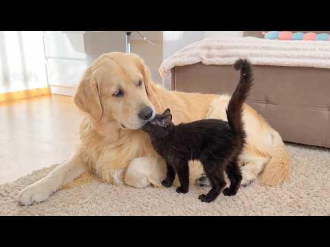 YouTube 썸네일