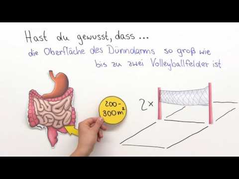 DÜNNDARM | OPTIMALE NÄHRSTOFFAUFNAHME DURCH OBERFLÄCHENVERGRÖßERUNG | Biologie