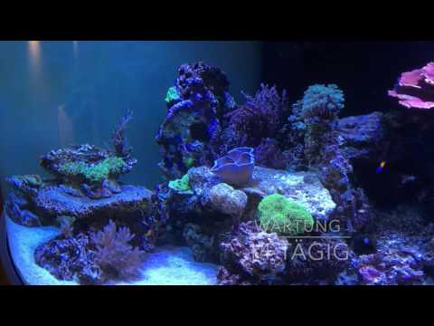 Aqua Tropica - Referenz Troisdorf