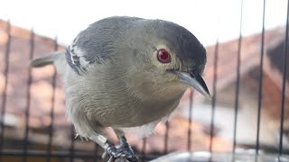 Download lagu manuk burung sirtu cipow cipew cipoh jerkot cici kebun gacor mp3