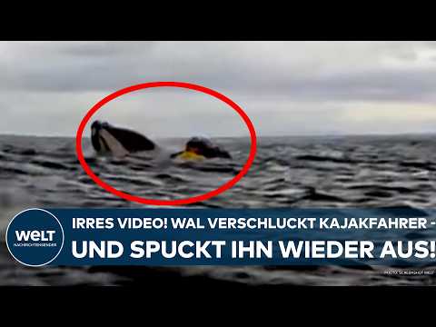 PATAGONIEN: Buckelwal verschluckt Kajakfahrer – und spuckt ihn wieder aus!