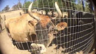 Tri-Lyrical (Strictly 4 My Jeeps Remix)