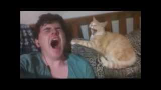 Cat mimics owner's yawn