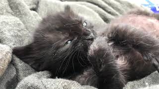 ???? Gatinhos ????fofinhos....????