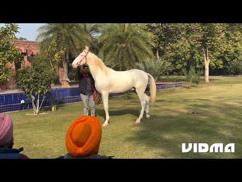 Badal Stud farm। Sukhbir Badal To much Love for Horse🐎🐴🐴@SukhbirSinghBadalofficial