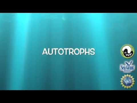 15 Second Science - Autotrophs