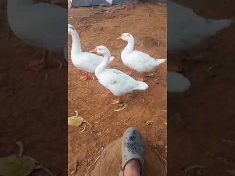 What the DUCK? . . . Just walking casually  #nature #pune