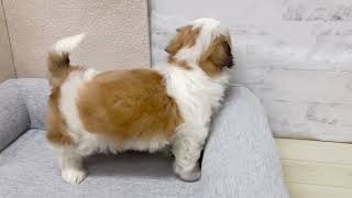 シーズーの動画01