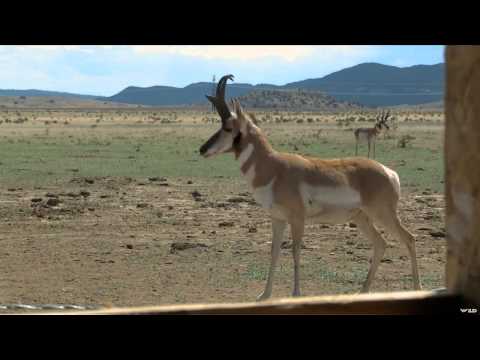 Muzzy Bad to the Bone Bowhunting TV - Colorado Speed Goats with Joey Menegatti