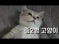 중2병 사춘기에 접어든 고양이