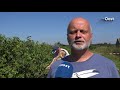 Fruittelers in Overijssel oogsten veel meer blauwe bessen