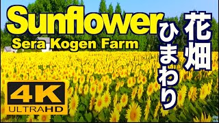 ［4K］広島•世羅高原農場のヒマワリ Sunflower in full bloom Sera Kogen Farm in Hiroshima 広島観光 満開のひまわり