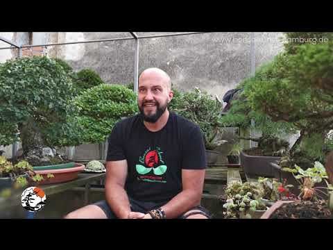 Mauro Stemberger im Interview mit BonsaiKunst Hamburg
