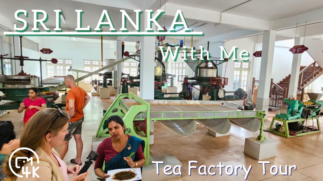 Embark on a walking tour at Giragama Tea Factory.