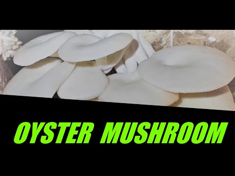 Oyster mushrooms