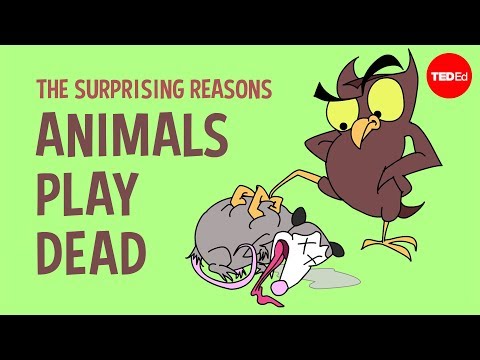 Proč některá zvířata předstírají smrt?