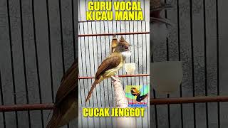 Download lagu cucak jenggot gacor masteran wajib kicaumania #Shorts mp3 Download lagu cucak jenggot gacor masteran wajib kicaumania #Shorts mp3