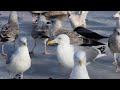 Seagulls Eat Cake