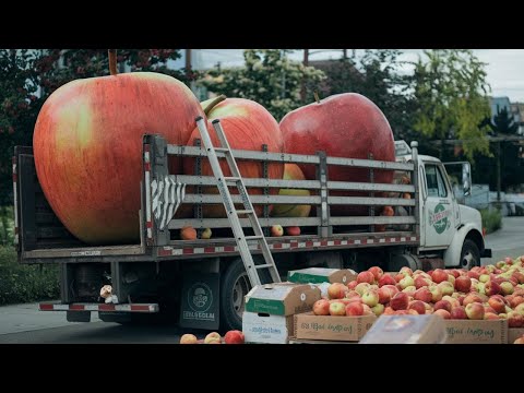 How To Produce Millions Of Apple Trees | Apple Harvesting And Processing | Farming Documentary