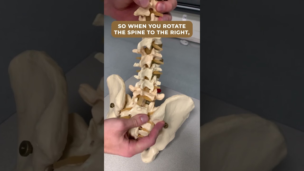 Facet Joints Opening and Closing in the Lumbar Spine. #backpain #backpaintips #physicaltherapy