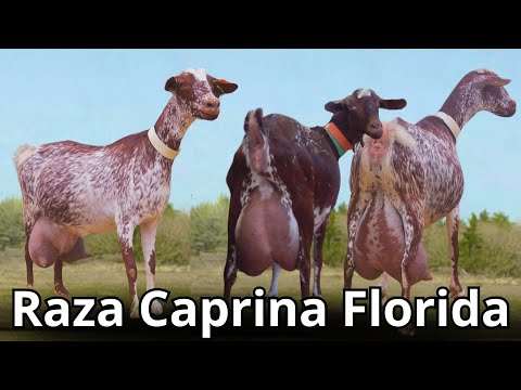 , title : 'Raza de Cabra Florida: Leche Abundante y Carne de Calidad'